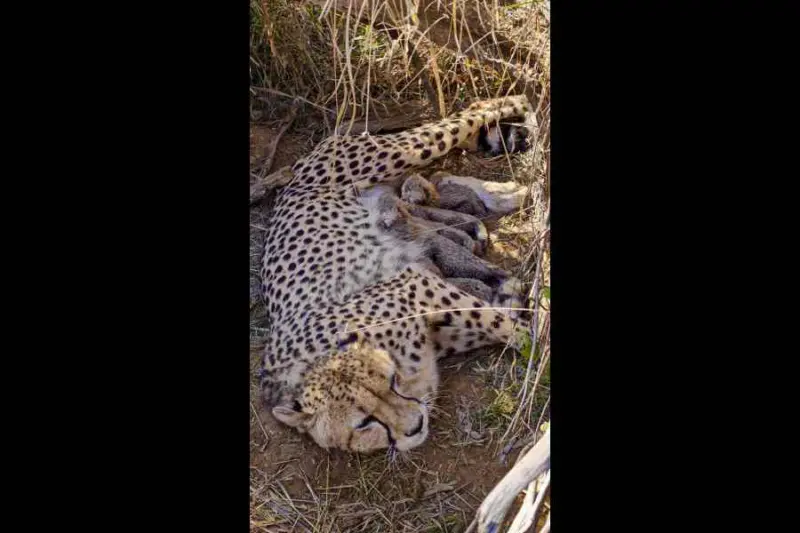 India cheetah reintroduction project questioned as most animals stay in enclosures
