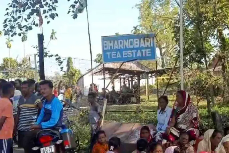 Winter a season of tea turmoil: Bharnobari Estate suspends work, 2,200 workers affected