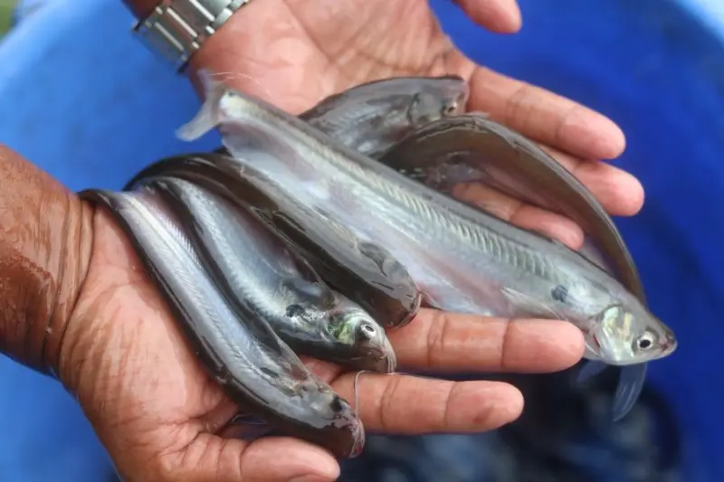 Picking a giant Pabda over a small one? Why hybrid versions of small fish may not be the healthier choice