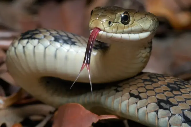 Kerala flags rising snakebite cases, urges public to stay alert