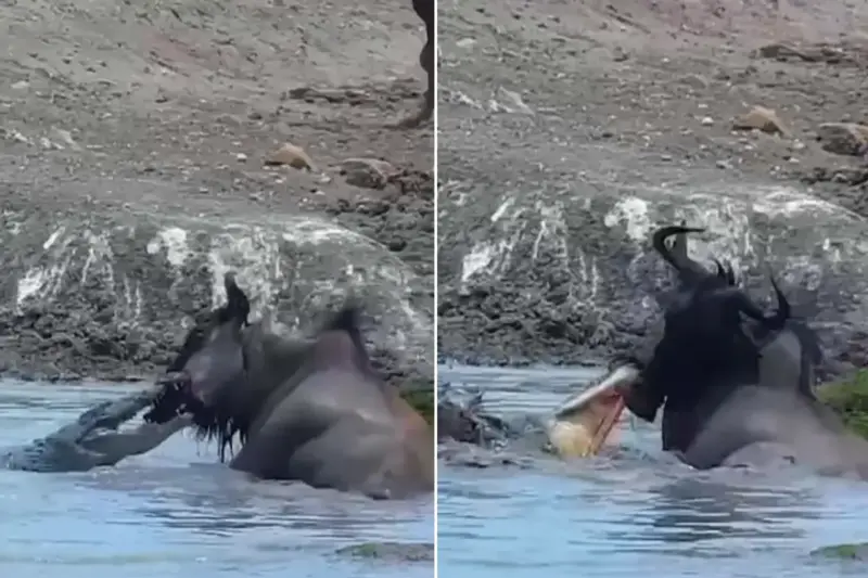 Viral Video: Resilience! Crocodile Shatters Wildebeest's Jaw, His Fightback Shocks Viewers