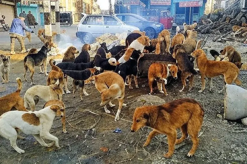 Take immediate action on stray dog issue: Punjab minister directs top local body officials