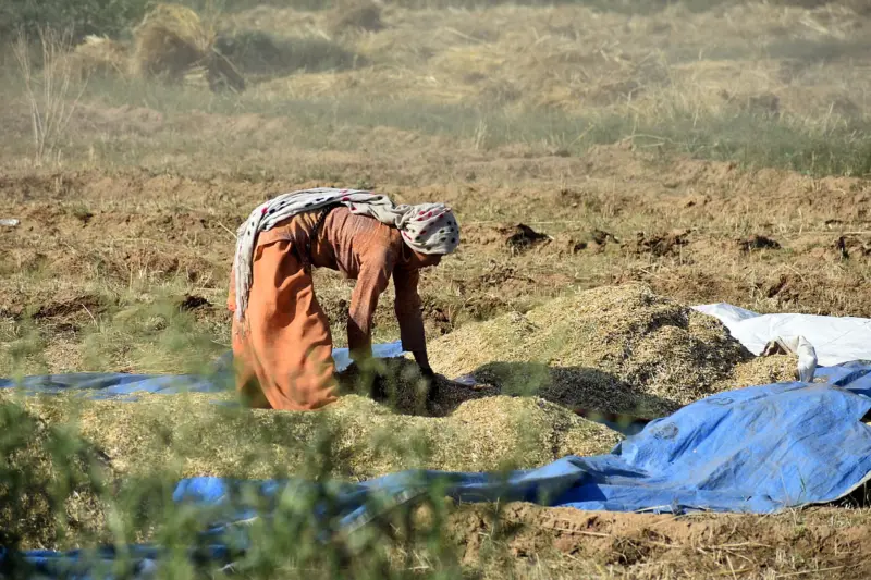 Extreme heat could make farm work unsafe for up to 250 days a year by century's end, FAO and WMO warn