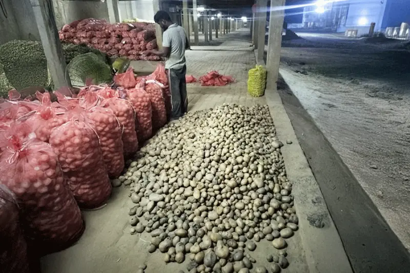 Why BJP smells hope in Bengal's potato: Farmers rue curbs, cite Uttar Pradesh's gain