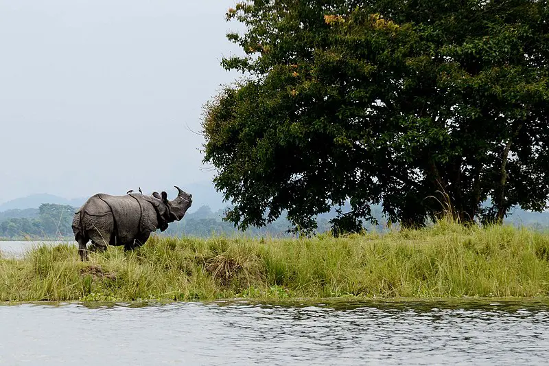 Kaziranga's grasslands not ancient: Science traces 3,000-year eco shift