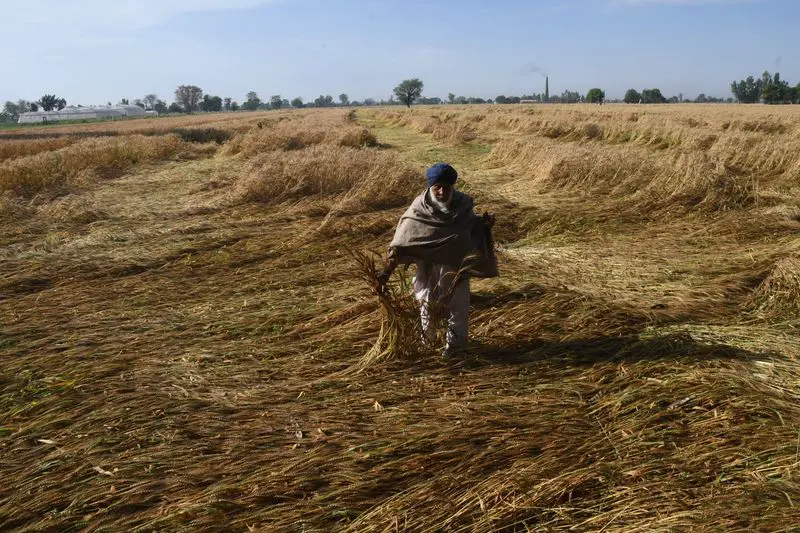 Central teams deputed to assess rain, hail damage to wheat crop in Punjab