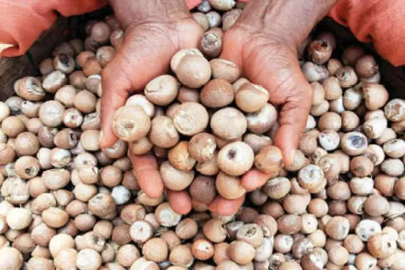 Areca nut market rebounds: Farmers find renewed hope amidst price surge