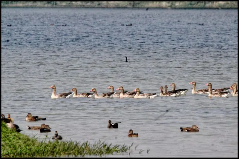 India's Ramsar Site Count Reaches 99 With Addition Of Shekha Jheel Bird Sanctuary In UP's Aligarh