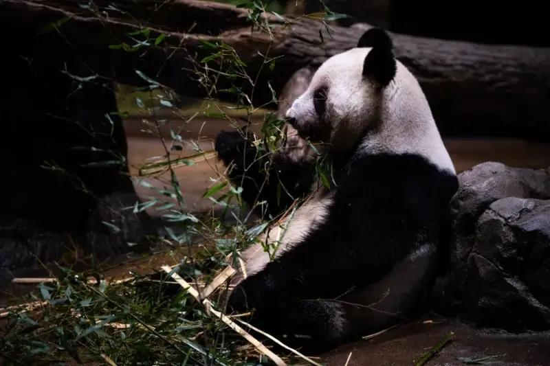 No more pandas in Japan as Ueno Zoo's stars return to China