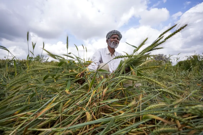Unseasonal rain raises worry over crop yield