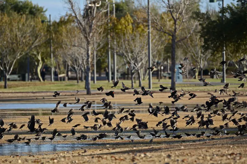 New bird flu variant sweeps North America, spreading across migratory bird routes