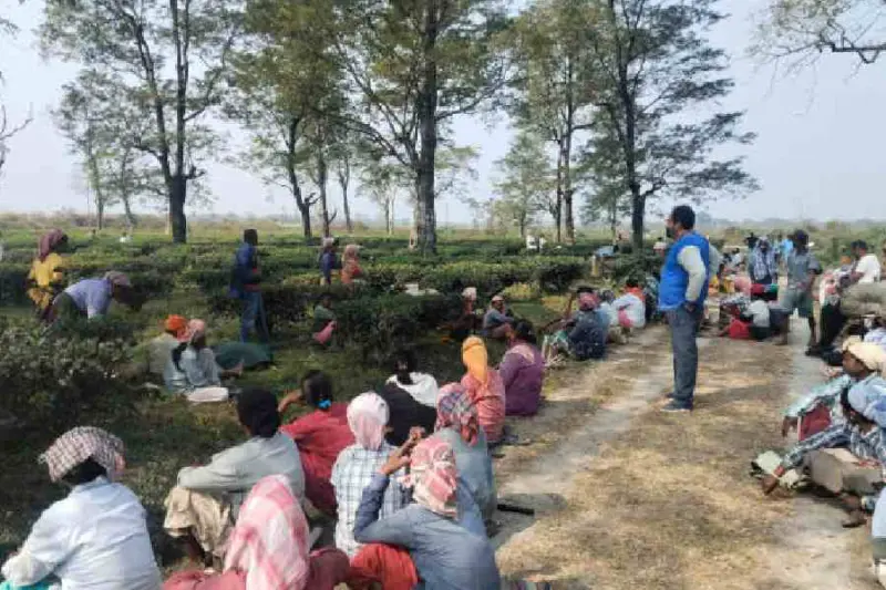 Trinamul Cha Bagan Sramik Union leaders collect tea garden workers' complaints