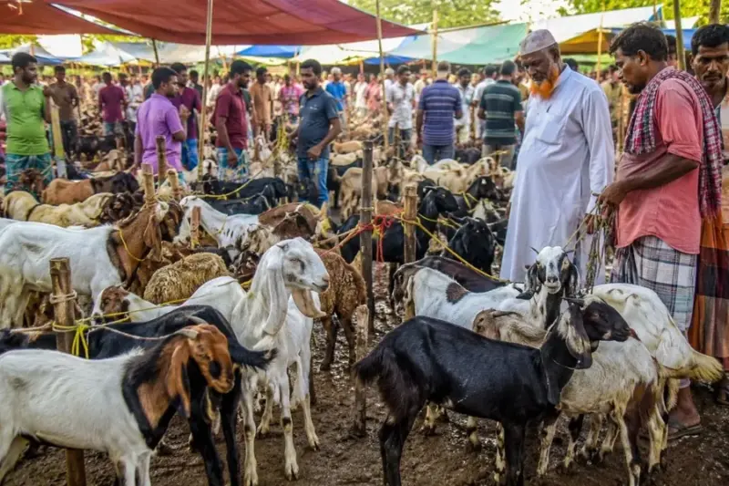 Bakrid 2026: Goats worth ₹5 lakh, bulls priced up to ₹12 lakh stun buyers  in livestock markets | Dailyhunt