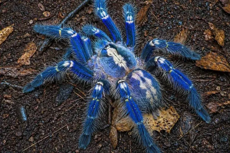 Rare Blue Peacock Tarantula in Andhra Pradesh goes viral, social media stunned