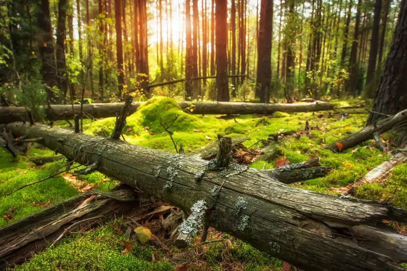 Sweden's 'old-growth' natural forests store 83% more carbon than managed woodlands - new study