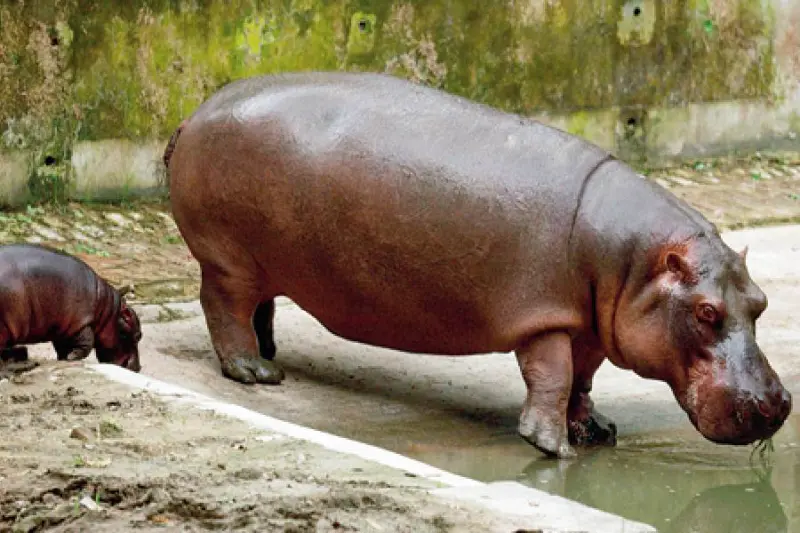 Columbia divided over fate of 200 hippos descended from Pablo Escobar's illegal importation