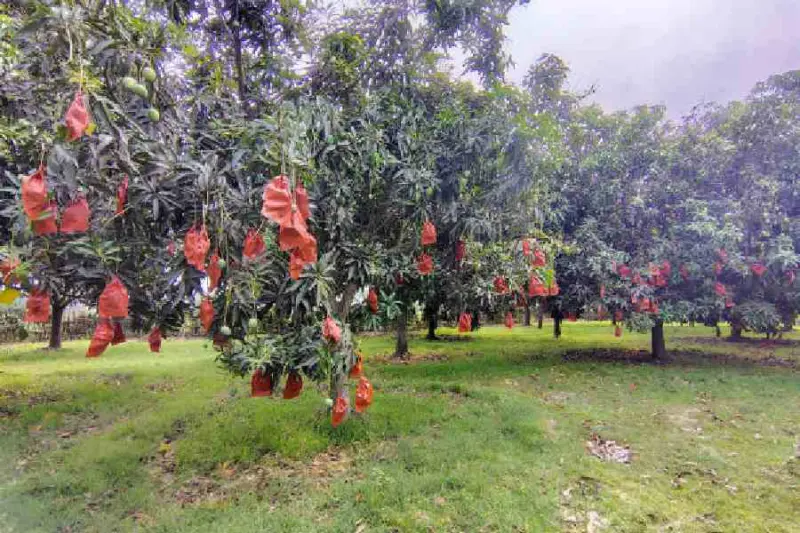 Hope for positive review: 60 orchards in Malda ripe for export-quality mangoes