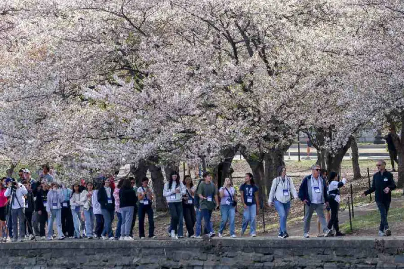 In pictures: From Washington to Seoul, season's last cherry blossoms create spring spectacle; win hearts of passersby