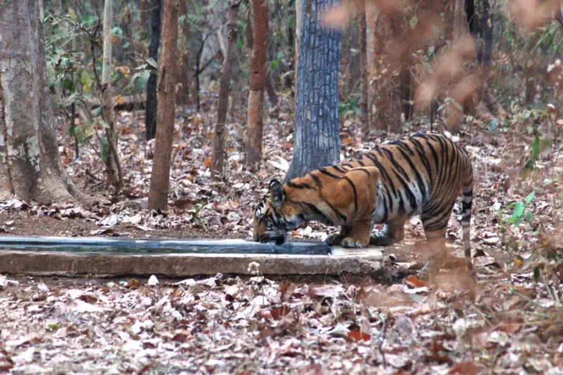 मेळघाटात बुद्ध पौर्णिमेच्या लख्ख प्रकाशात 33 वाघ आणि शेकडो वन्यजीवांचे पर्यटकांना दर्शन