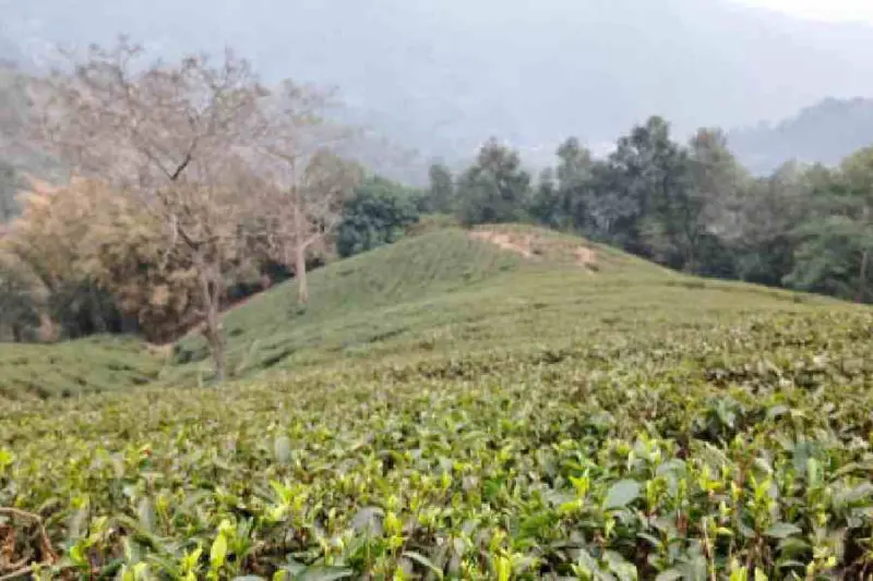 Sikkim's Temi Tea first flush fetches record Rs 27,000 per kg in current season