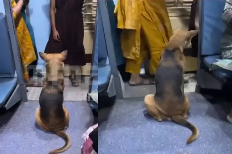 Stray dog boards moving train in Kerala, sits calmly in ladies' coach, leaves passengers on toes