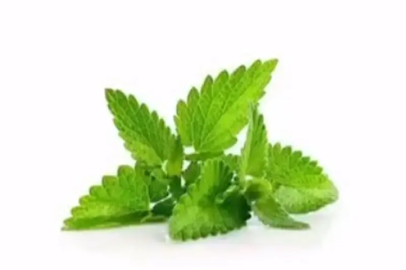 पुदीना से पाएं पाचन, ऊर्जा और इम्युनिटी को मजबूती, गर्मियों से देता है राहत!