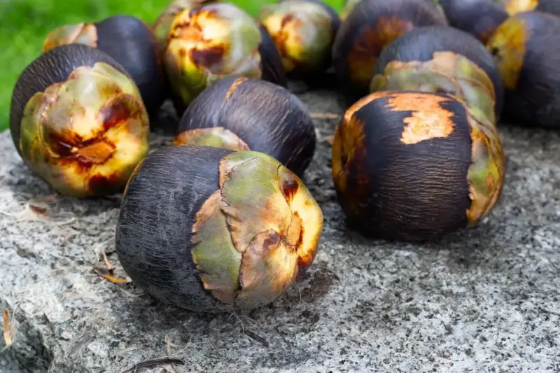 Ice apple (tadgola): The underrated summer fruit your body will thank you for