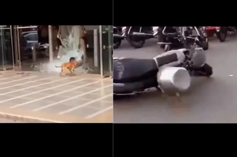 Viral Video: 'Looks Just Like Uncle Trump' Dog Decides To Go On Rampage, Breaks Glass Door, Knocks Down Bike, Watch