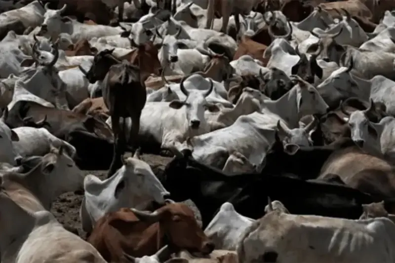 'Don't sell your mother': Muslim youths stop Hindu cow traders before Bakrid in Bengal shocker
