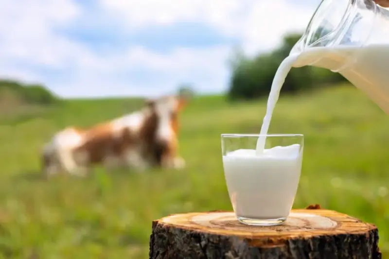 Amul Vs Country Delight Vs Mother Dairy Milk Test: Is Your Milk Safe? Test Results Reveal BIG