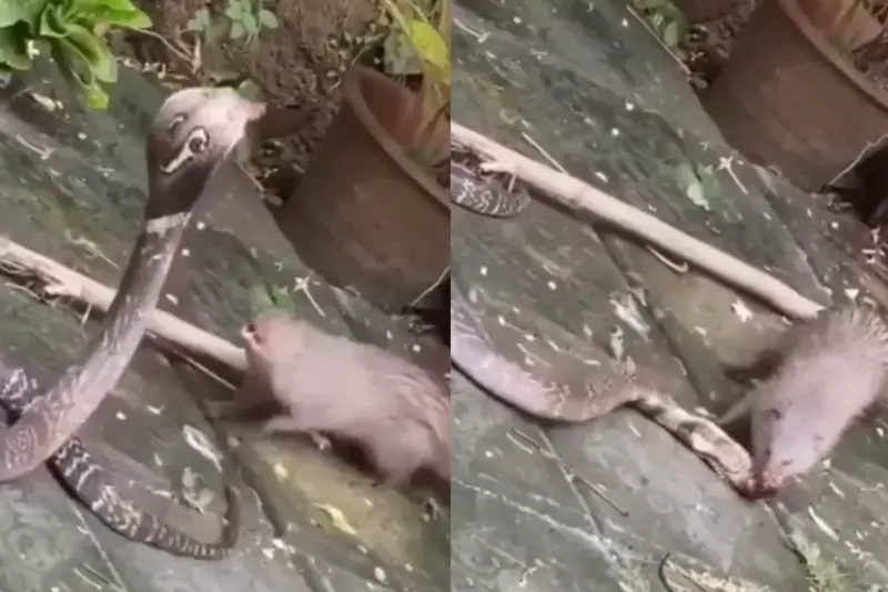 Animal Viral Video: Mongoose vs Cobra Intense Fight Leaves Netizens in Shock, See Who Emerges Victorious