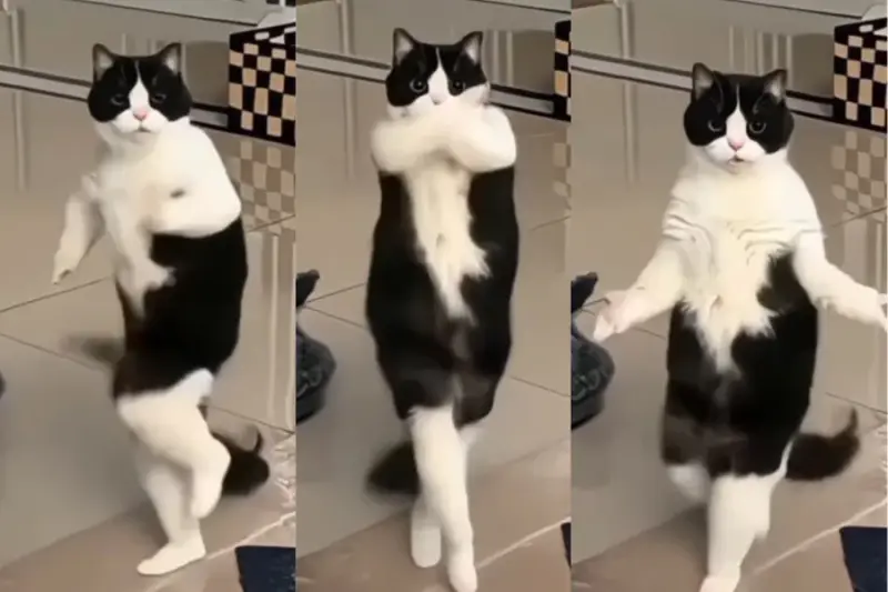 After husky dance, 'Poochandi' cat dance on Mohanlal's 'Thakilu Pukilu' goes viral | WATCH