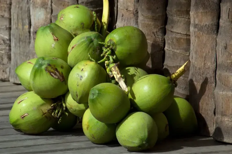 Coconut prices plunge sharply; crisis deepens for Kerala farmers