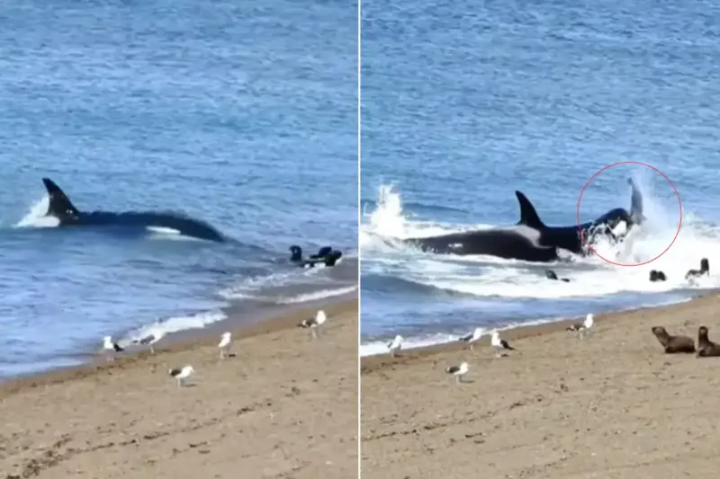 Viral Video: Killer Whale's Ruthless Hunting Tactic Caught on Camera, Ambushes Sea Lion on Shore Like THIS, Watch