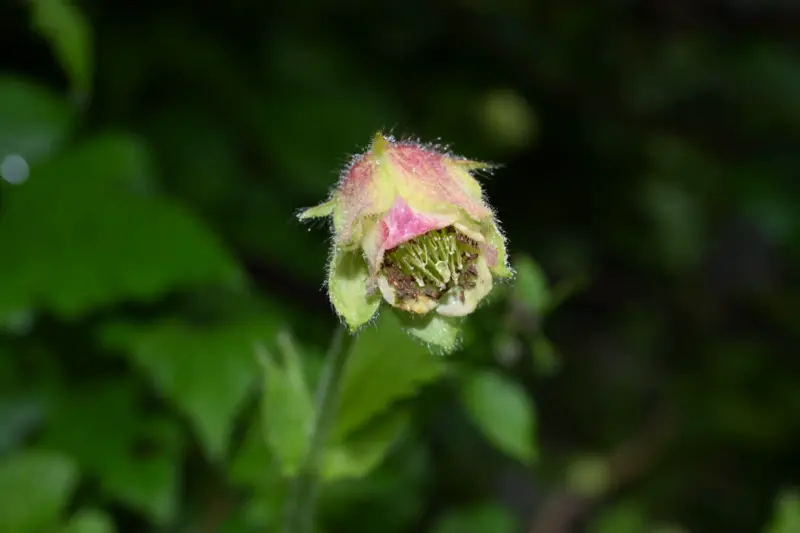 Flower feared lost for 120 years rediscovered in Arunachal