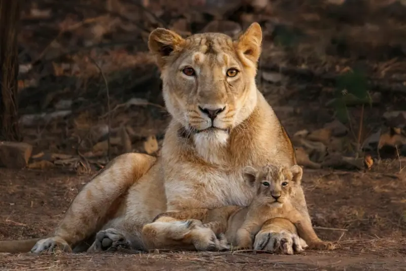 The Latest Disease Outbreak in Gir Is Yet Another Reminder That Asiatic Lions Need More Homes - And Soon