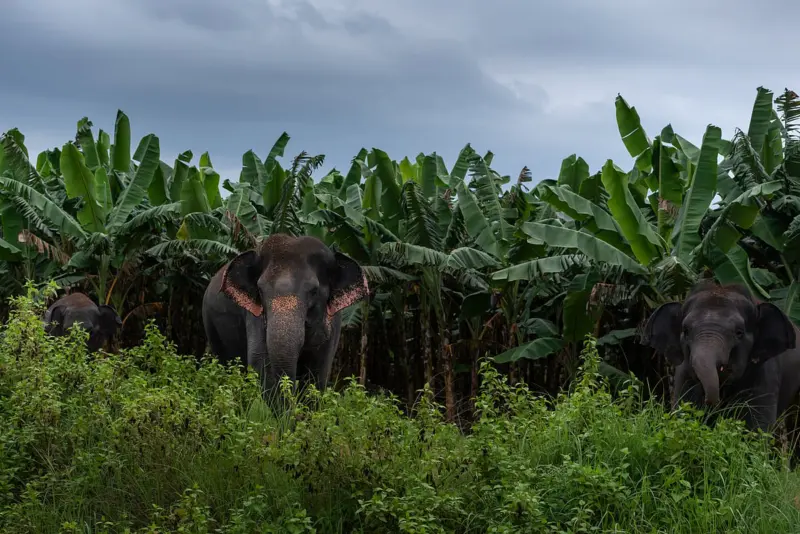 Wildlife damage to crops not monitored: Experts call for data systems, specific action plans