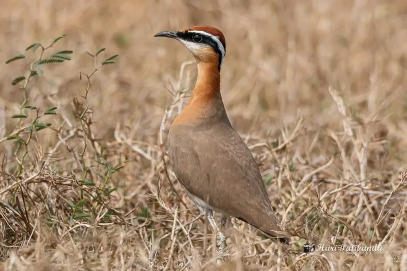 Extinction Risk of 4 Indian Bird Species Increases, IUCN Red List Moves Them to Higher Threat Categories