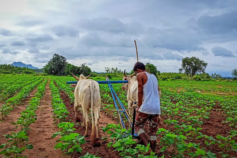 What Does a Bad Monsoon Mean For Our Farmers?