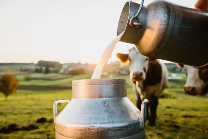 Is raw milk safe to drink? Experts warn against Indians aping Western trend