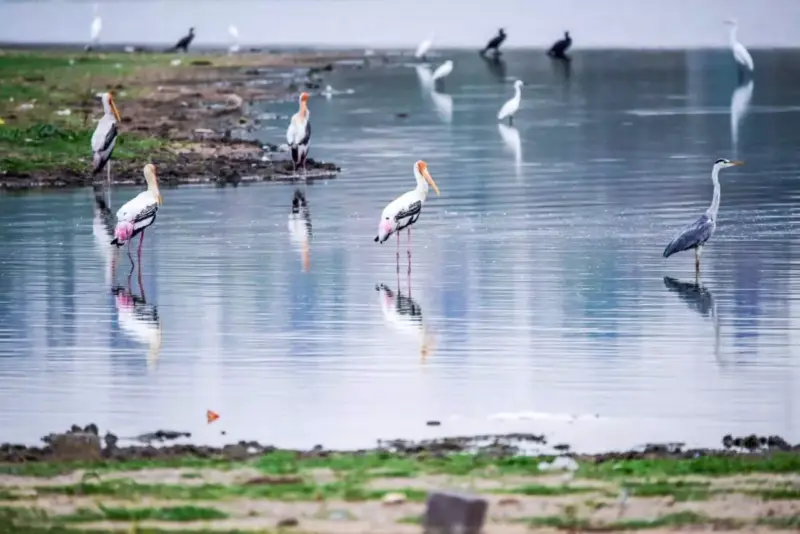 How Ameenpur, Hyderabad's biodiversity lake, became a casualty of urban expansion