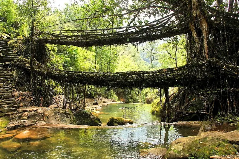 Meghalaya's Living Root Bridges Dossier Submitted to UNESCO for World Heritage Tag: Conrad Sangma