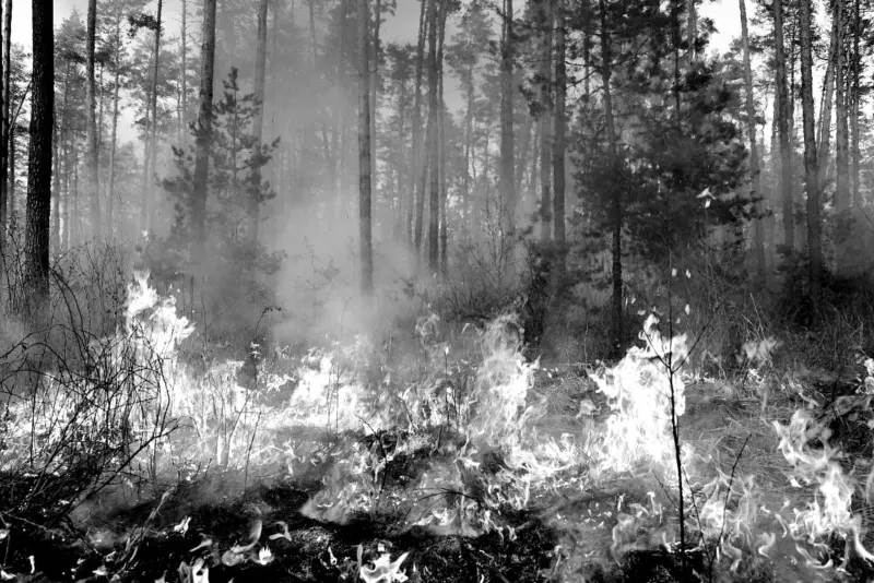 Preventing forest fires in Northeast