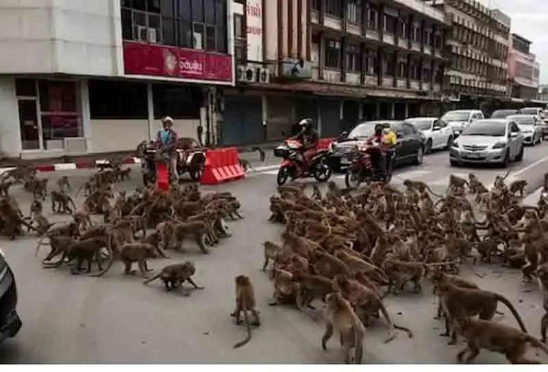 కోతుల గ్యాంగ్వార్