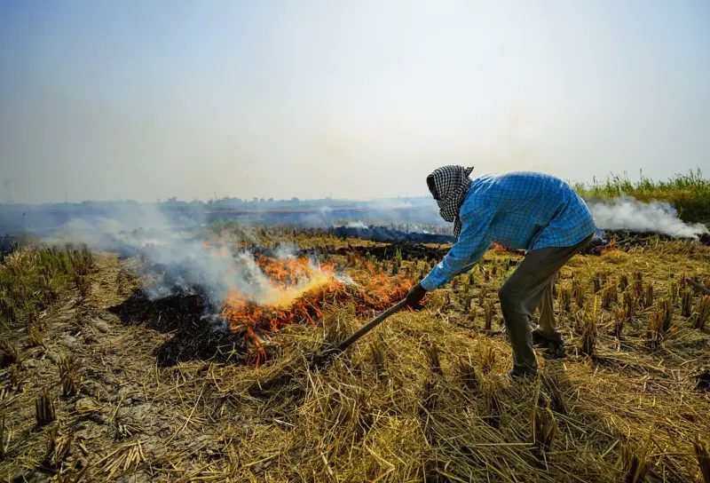Punjab reports 54% drop in stubble burning; Tarn Taran overtakes Sangrur
