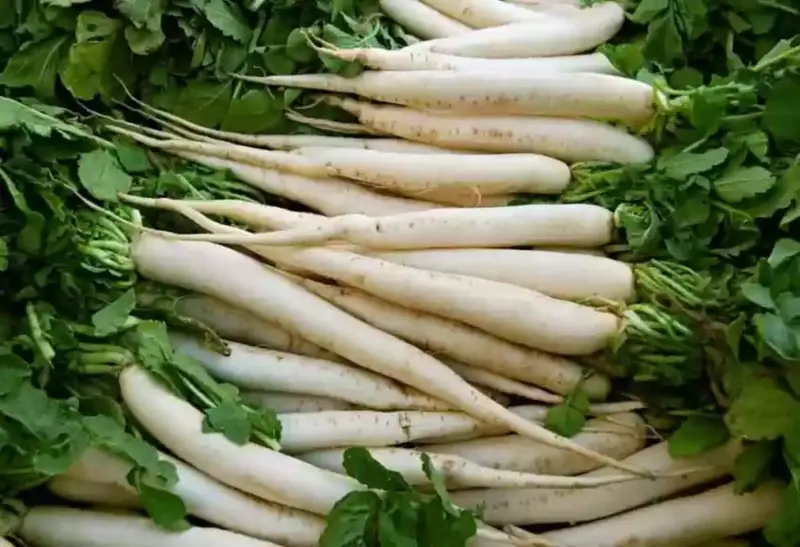 Radish Leaves: मूली खाकर भी ब्लड शुगर कर सकते हैं कंट्रोल, पाचन शक्ति रहेगी दुरुस्त, ऐसे करें सेवन