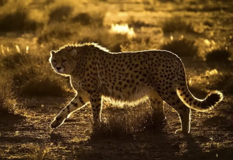War on Iran Disrupts Efforts to Save the Asiatic Cheetah, World's Rarest Big Cat