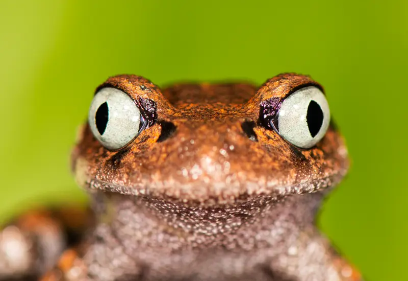 A Frog once thought rare is found again in Arunachal