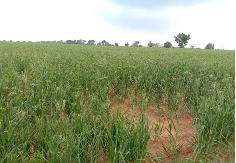 ಹೊಸದುರ್ಗದಲ್ಲಿ ಹದ ಮಳೆ: ನಳನಳಿಸುತ್ತಿರುವ ಬೆಳೆ, ಅನ್ನದಾತರ ಮೊಗದಲ್ಲಿ ಮಂದಹಾಸ