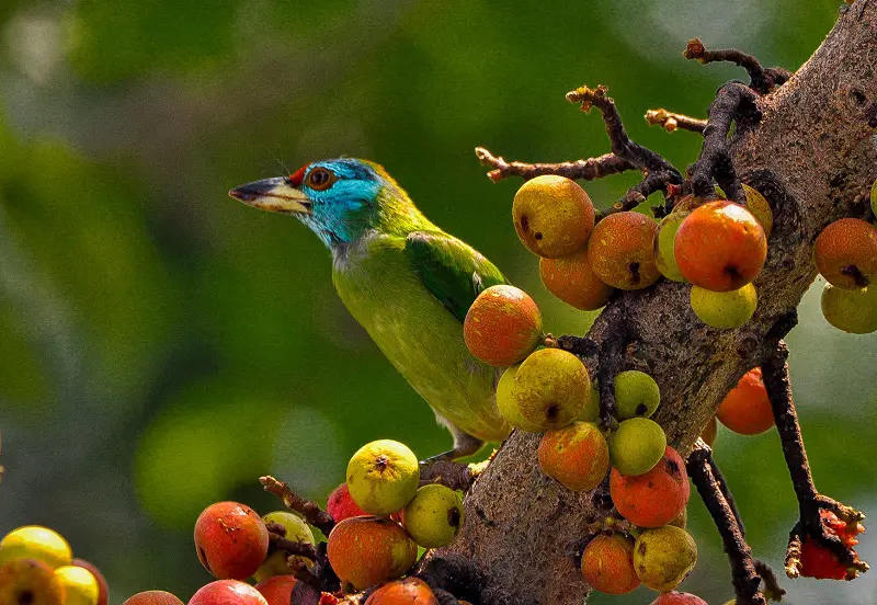 Assam: Raj Bhavan in Guwahati becomes a model for urban biodiversity
